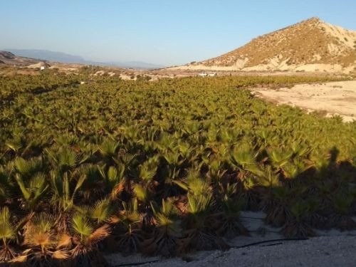 Fincas y solares-Venta-Fortuna-818787