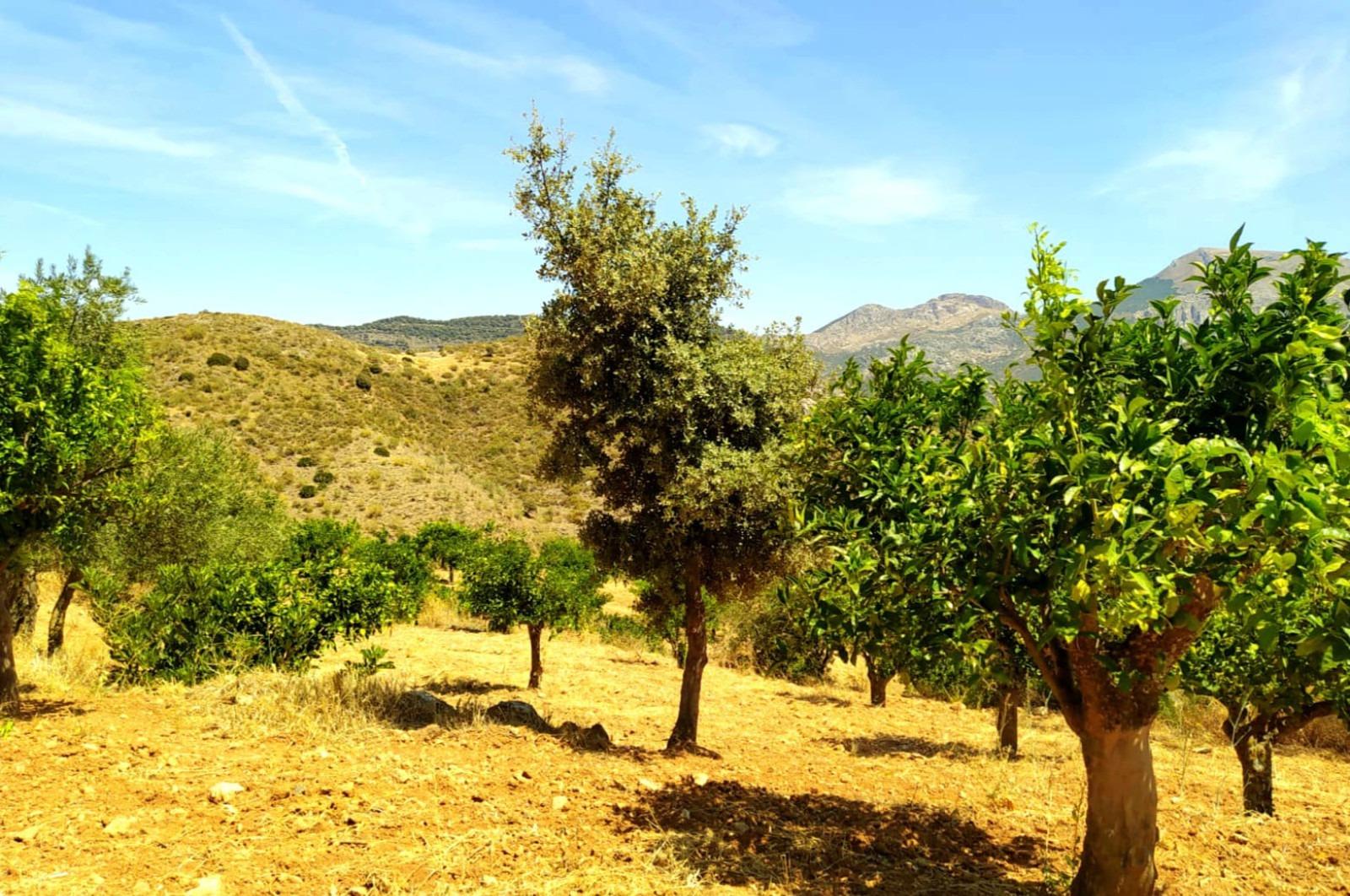 Fincas y solares-Venta-Ardales-1139214-Foto-41