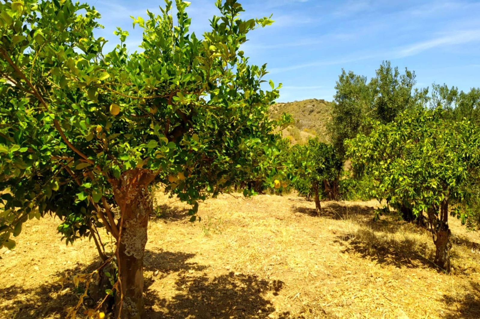 Fincas y solares-Venta-Ardales-1139214-Foto-49