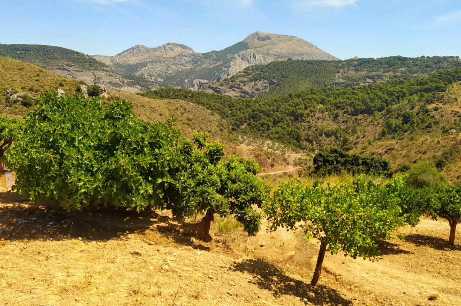 Fincas y solares-Venta-Ardales-1139214-Foto-51