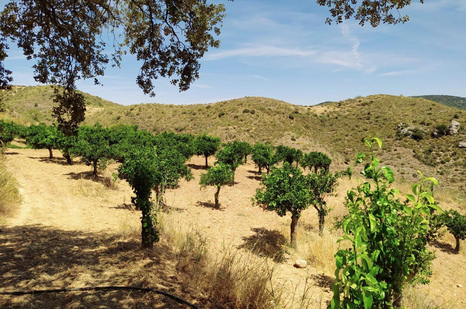 Fincas y solares-Venta-Ardales-1139214-Foto-52