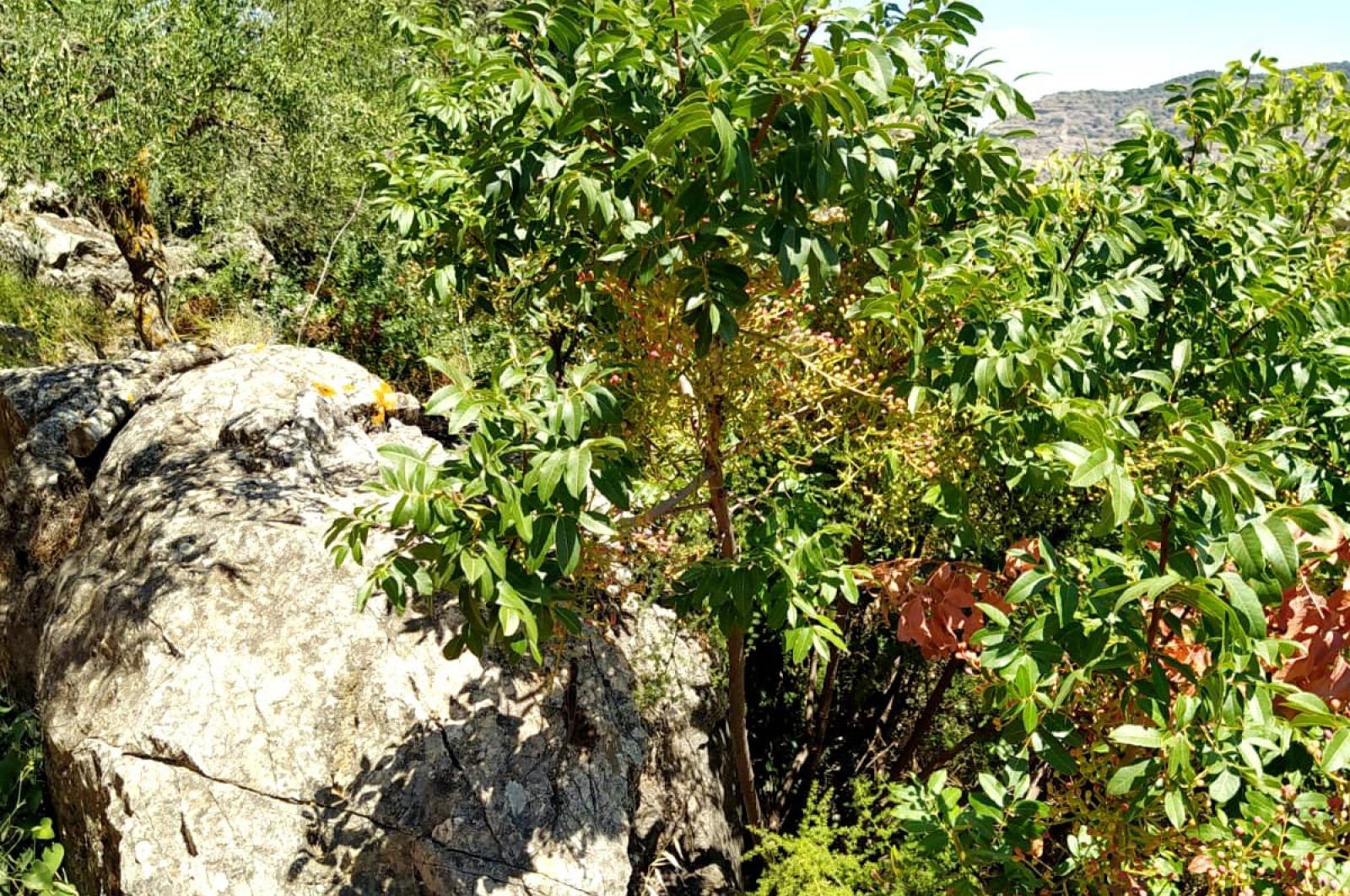 Fincas y solares-Venta-Ardales-1139214-Foto-55