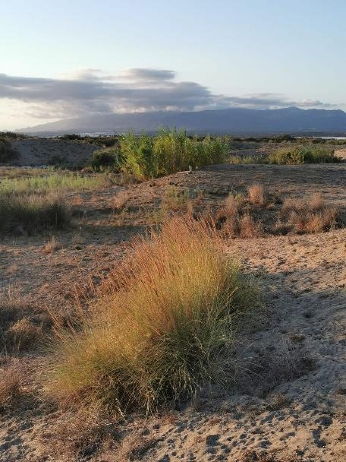 Fincas y solares-Venta-Cabo de Gata-1233241-Foto-18