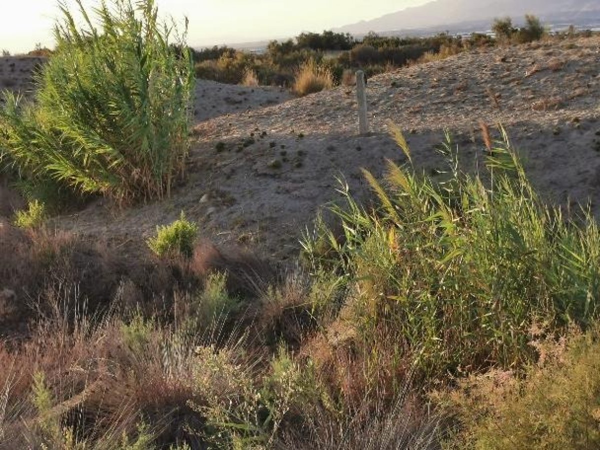 Fincas y solares-Venta-Cabo de Gata-1233241-Foto-53