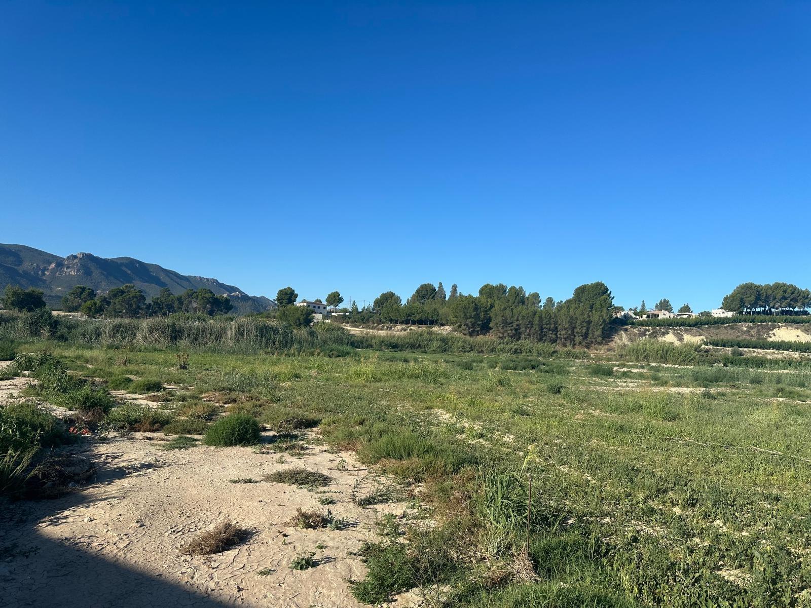 Fincas y solares-Venta-Cieza-1299841-Foto-2