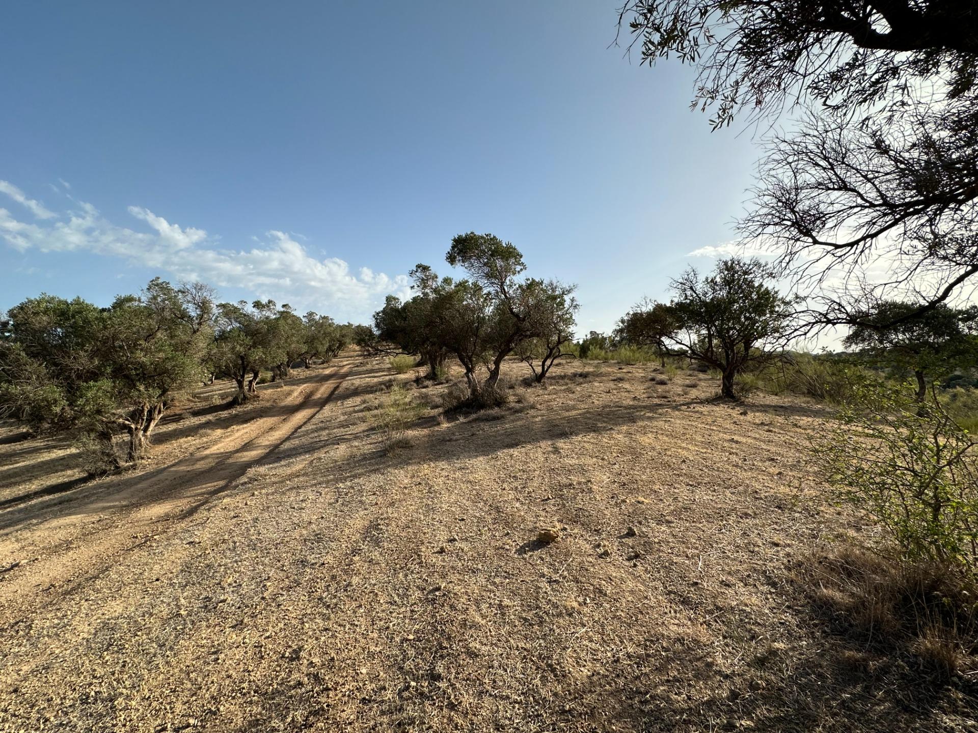 Fincas y solares-Venta-Archidona-1318194-Foto-10