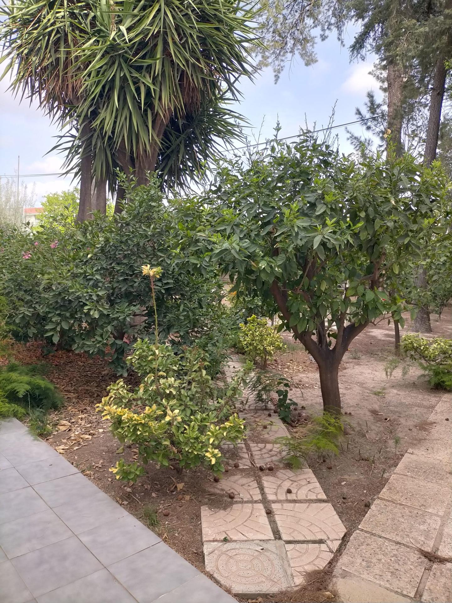 Casas o chalets-Venta-Orihuela-1395056-Foto-30