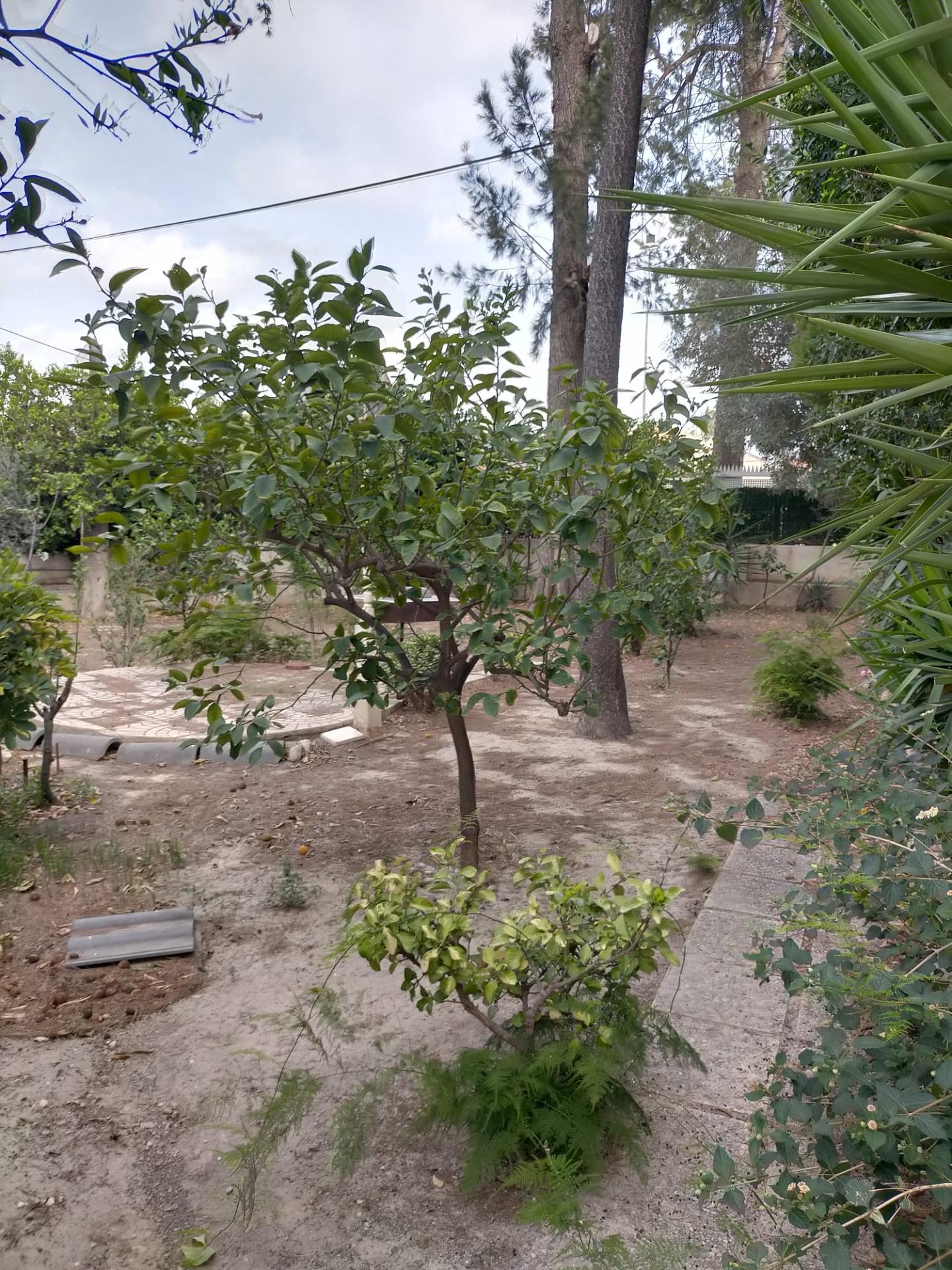 Casas o chalets-Venta-Orihuela-1395056-Foto-25