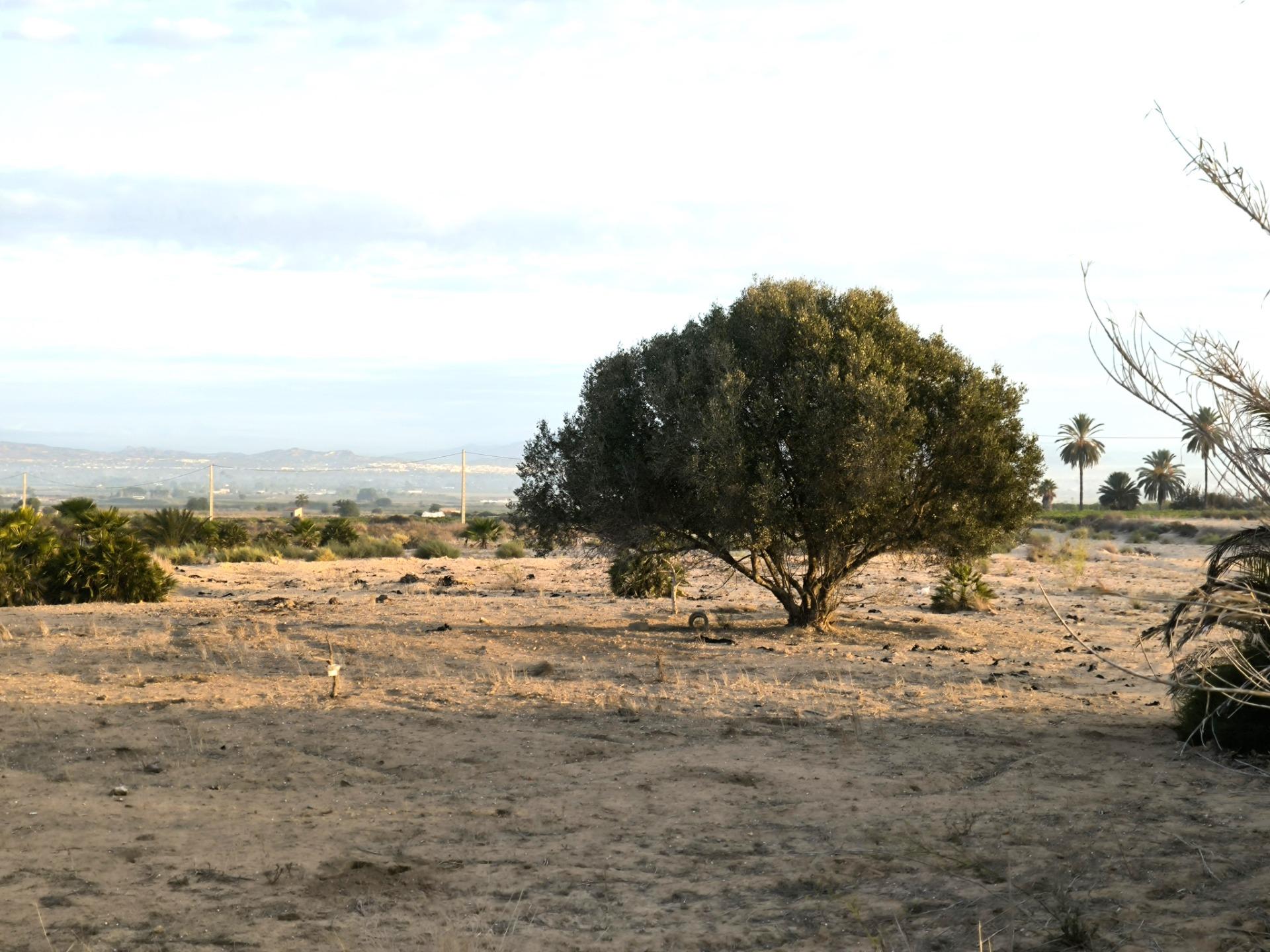 Fincas y solares-Venta-La Marina-1421855-Foto-23