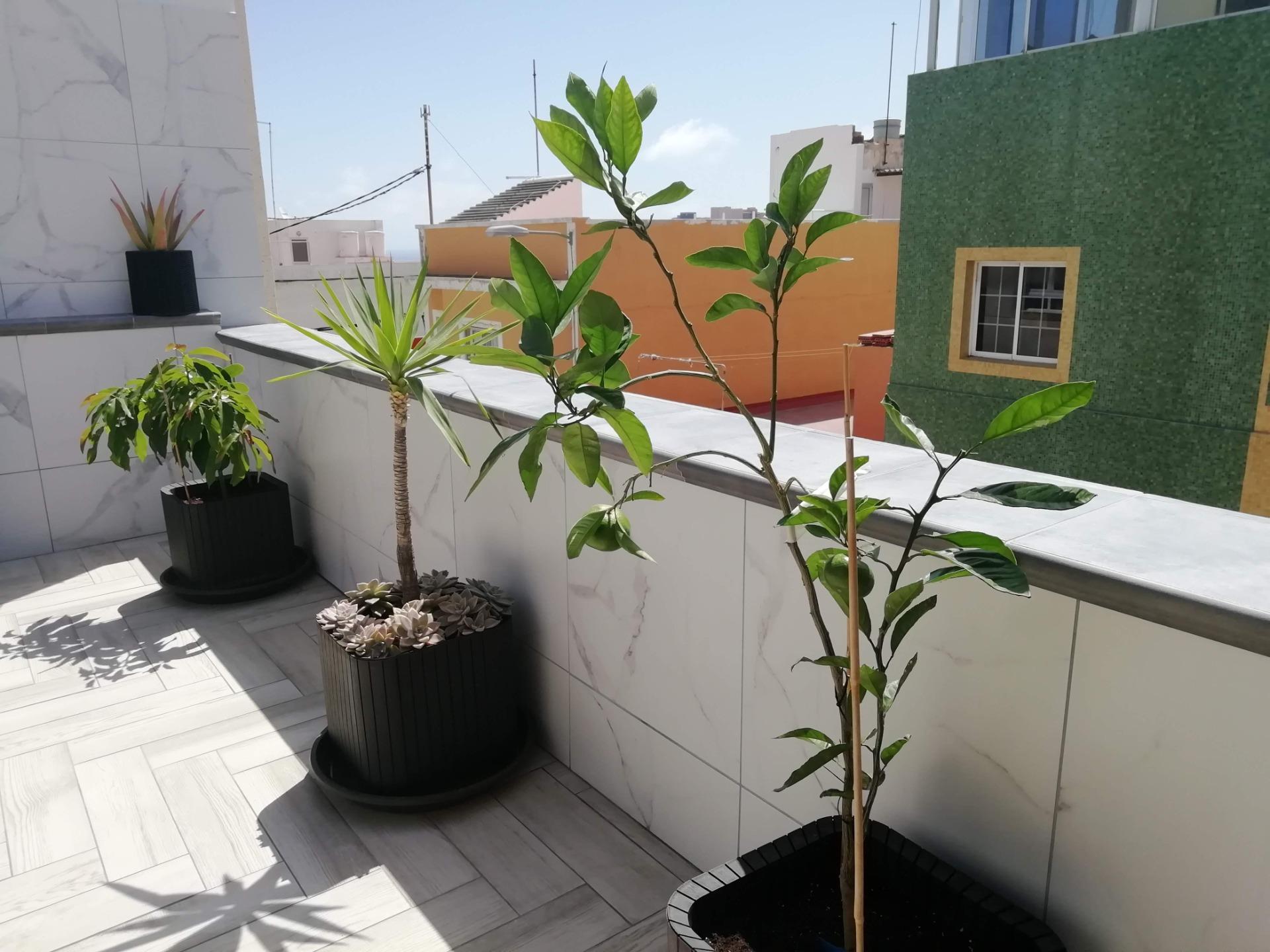 Casas o chalets-Venta-Las Palmas de Gran Canaria-1022678-Foto-36