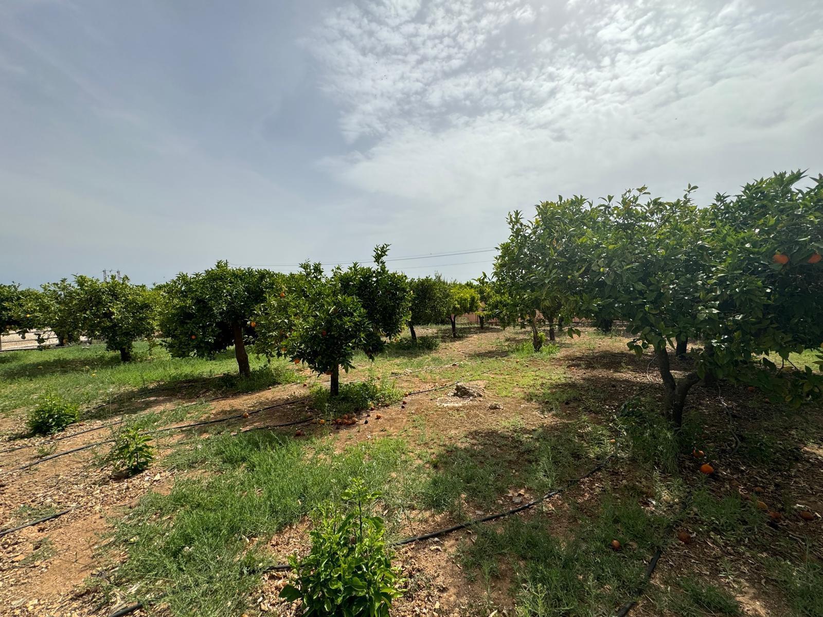 Casas o chalets-Venta-AlhaurÃ­n de la Torre-1401728-Foto-36