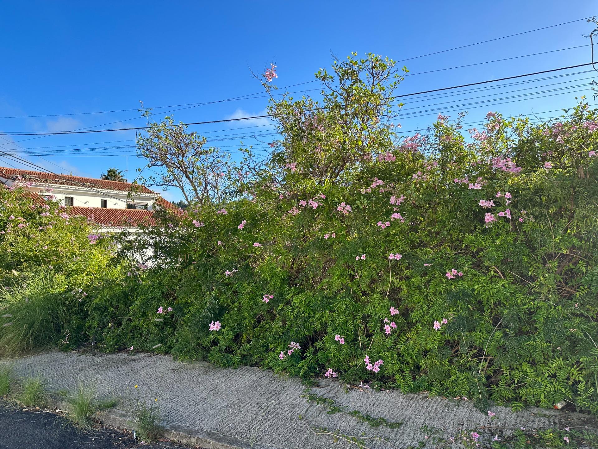 Fincas y solares-Venta-Santa BrÃ­gida-1642715-Foto-2