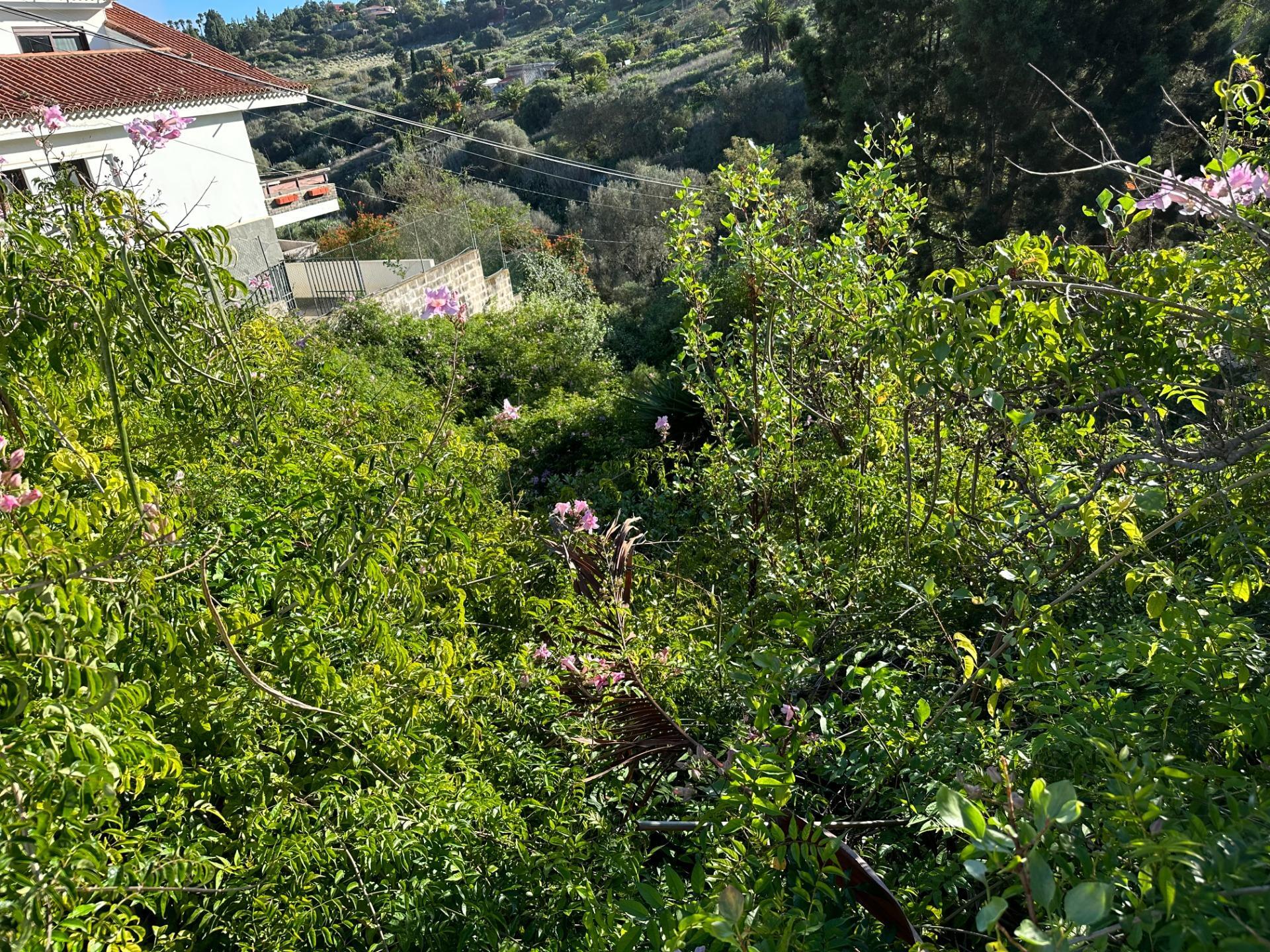 Fincas y solares-Venta-Santa BrÃ­gida-1642715-Foto-4