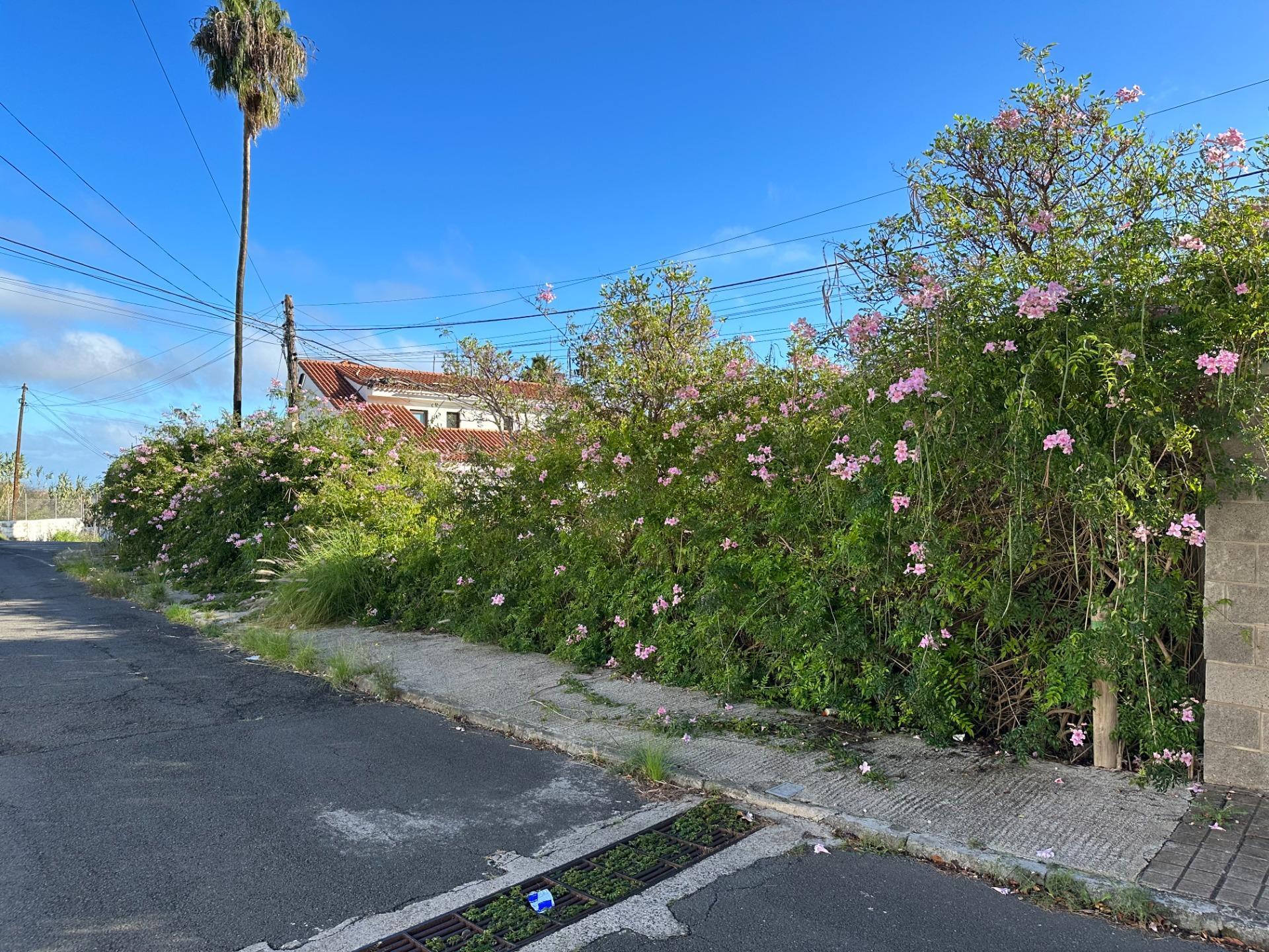 Fincas y solares-Venta-Santa BrÃ­gida-1642715-Foto-14