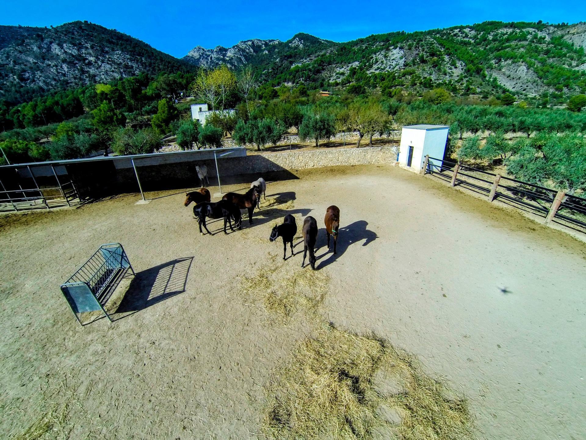 Casas o chalets-Venta-Muro de Alcoy-1654641-Foto-7