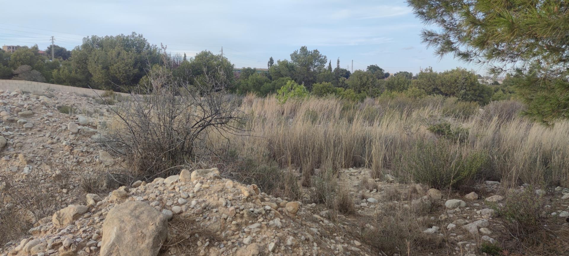 Fincas y solares-Venta-Elche-1730308-Foto-6