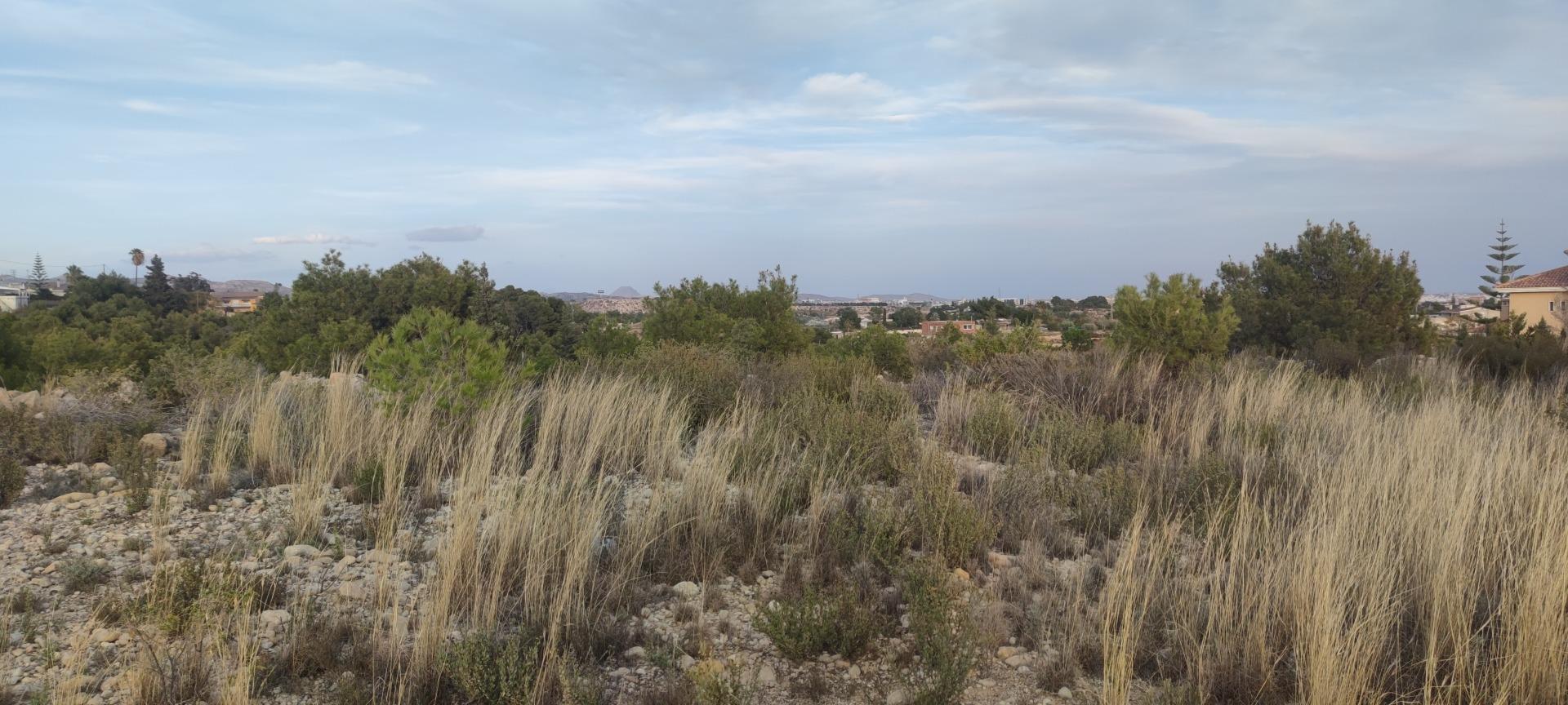 Fincas y solares-Venta-Elche-1730308-Foto-11