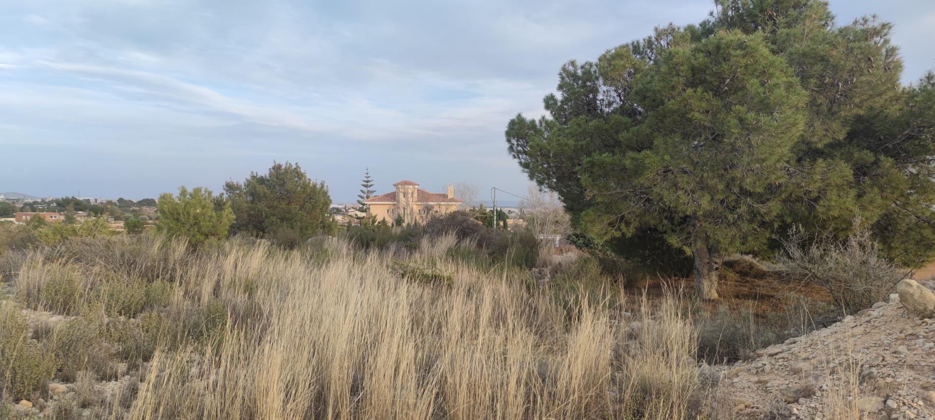 Fincas y solares-Venta-Elche-1730308-Foto-12