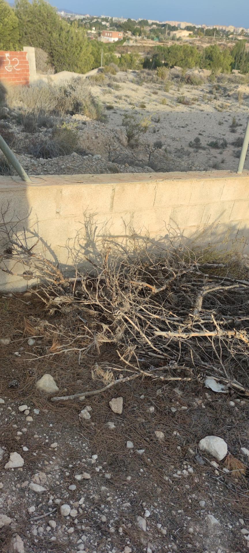 Fincas y solares-Venta-Elche-1730308-Foto-13