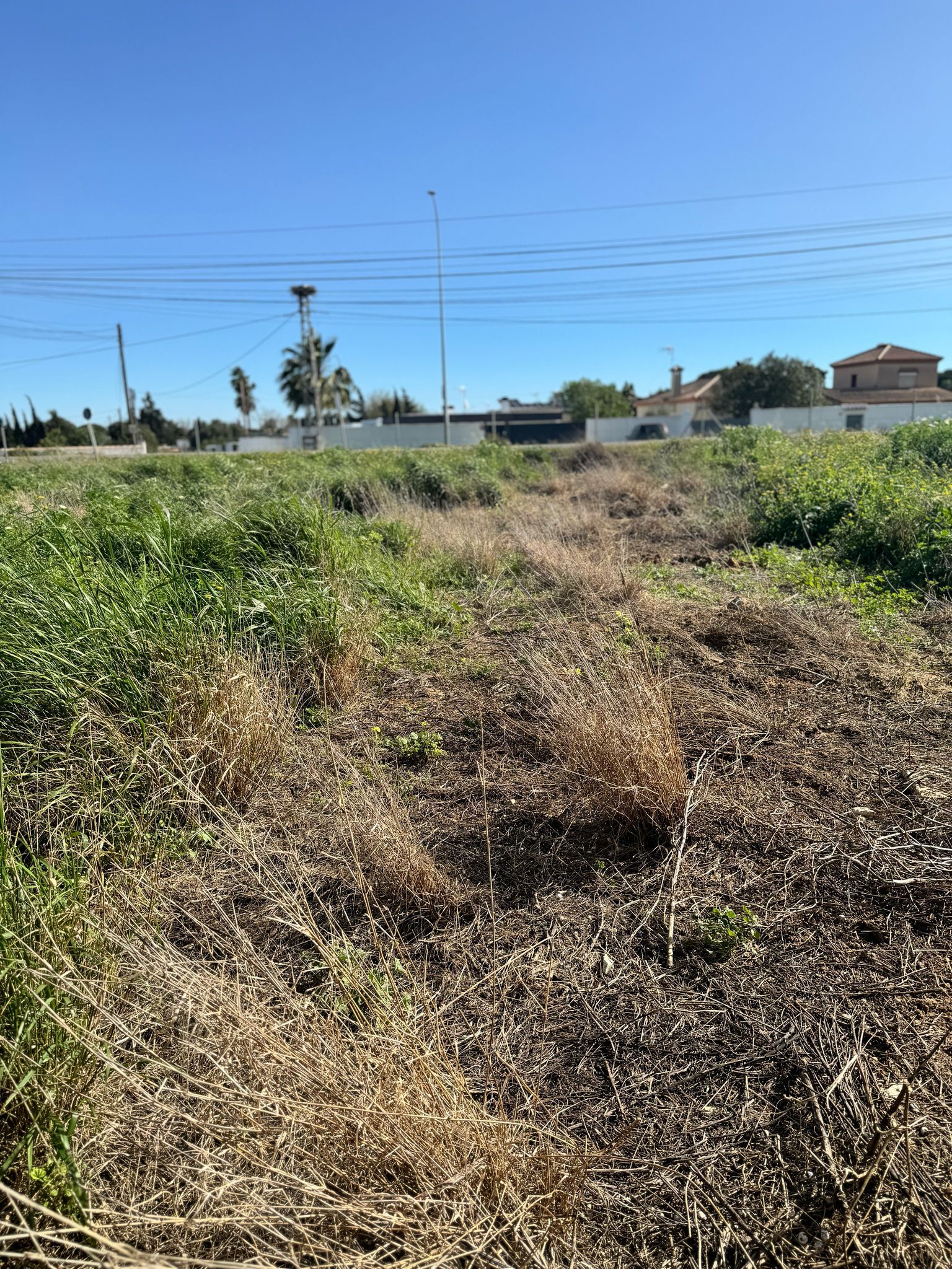 Fincas y solares-Venta-Chiclana de la Frontera-1716022-Foto-6