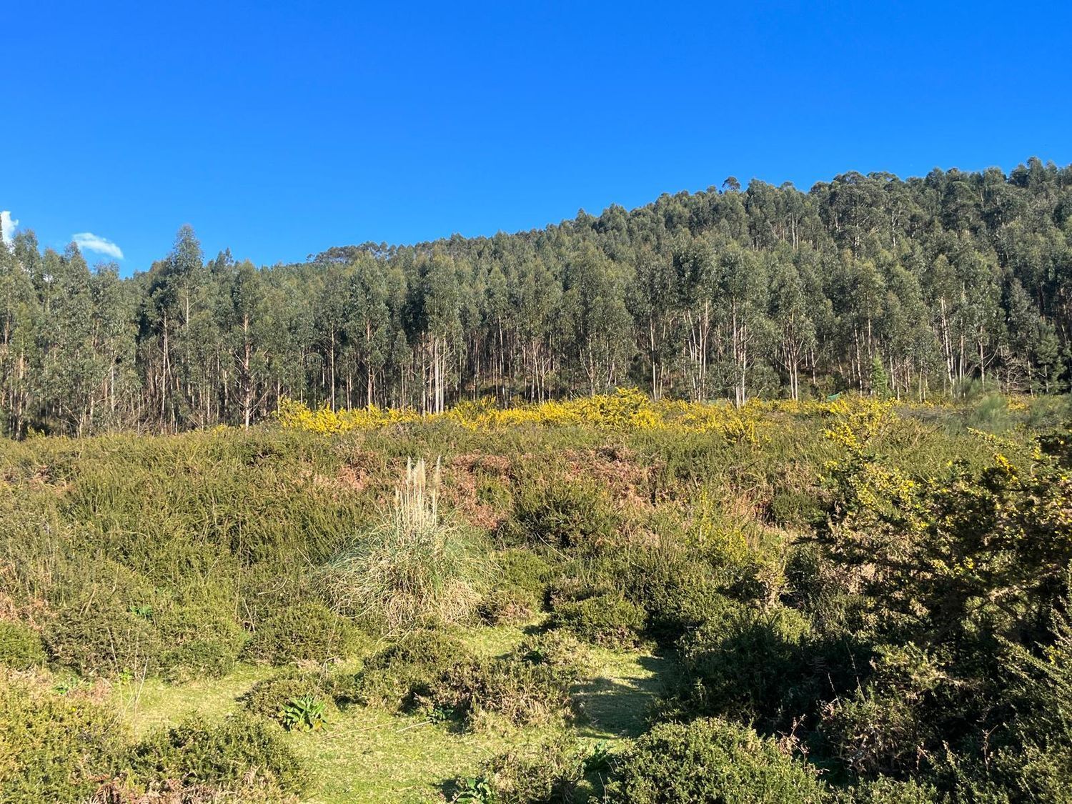 Fincas y solares-Venta-Cabrera d