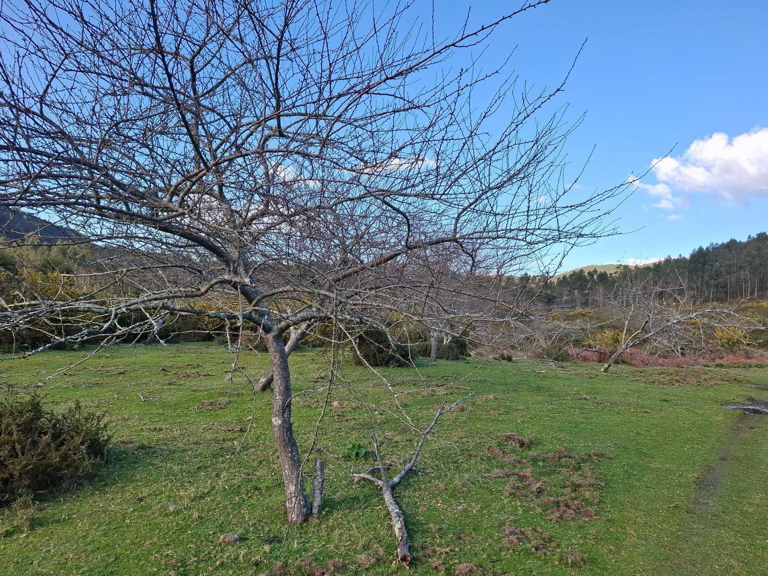 Fincas y solares-Venta-Cabrera d
