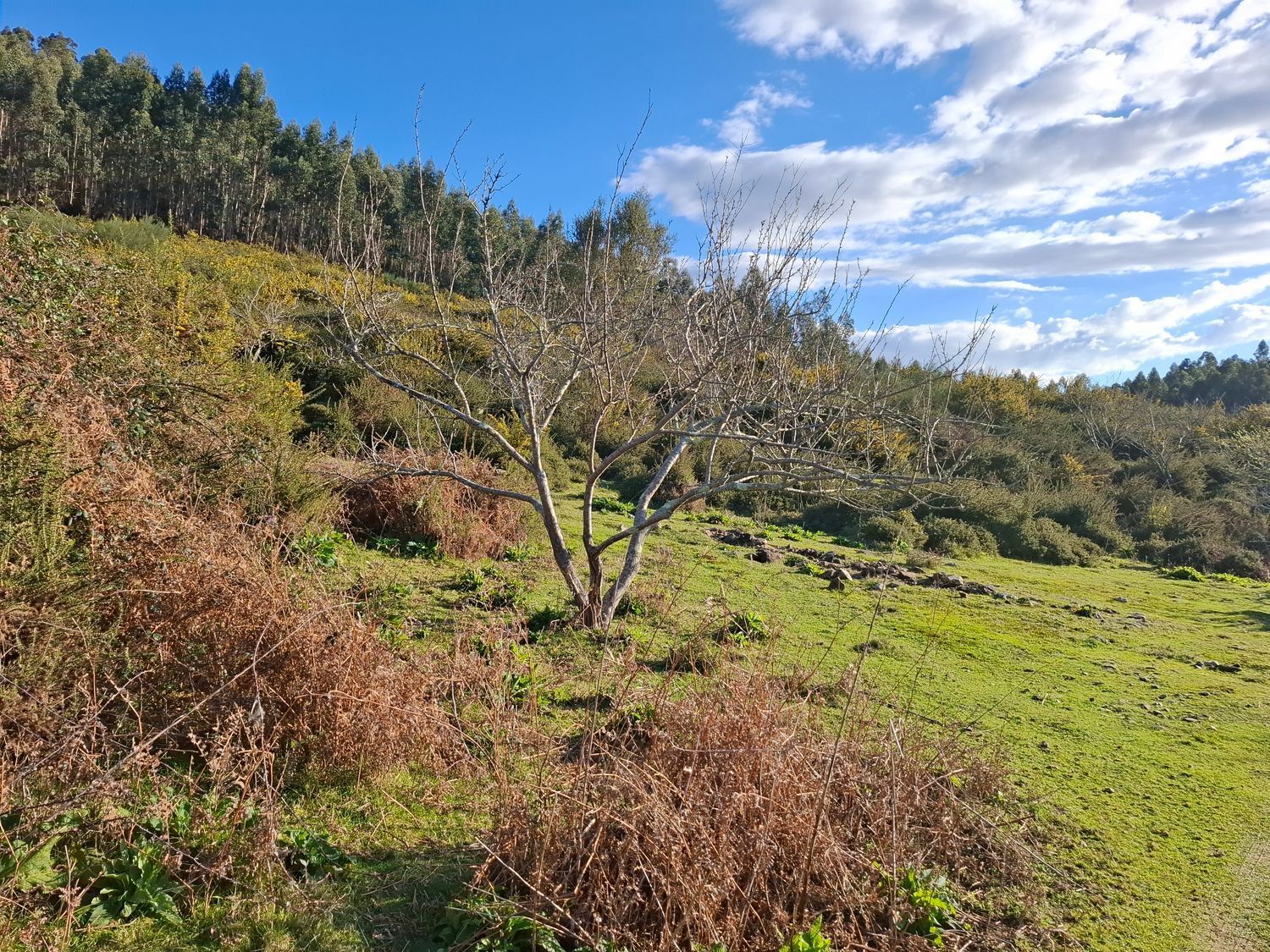 Fincas y solares-Venta-Cabrera d