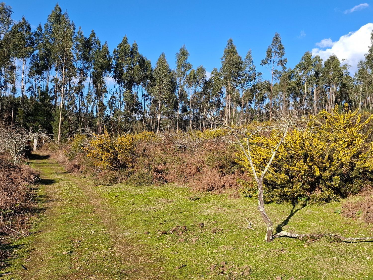 Fincas y solares-Venta-Cabrera d
