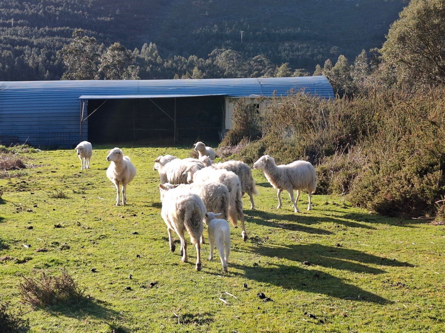 Fincas y solares-Venta-Cabrera d