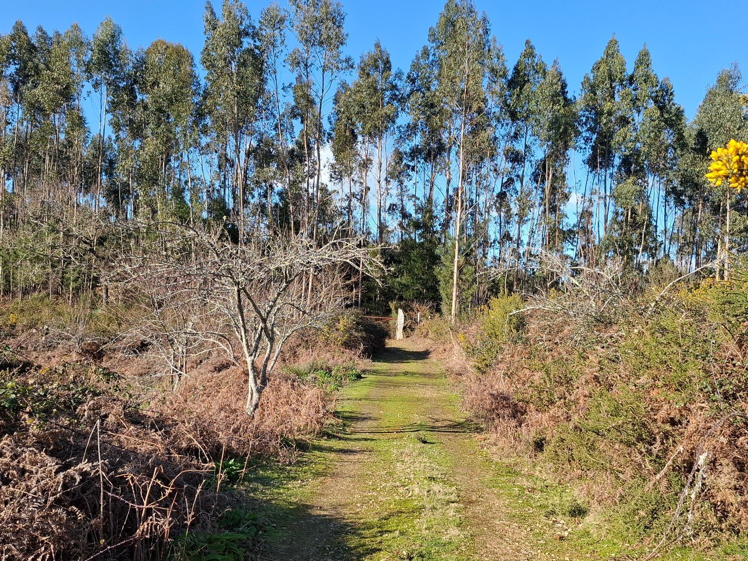Fincas y solares-Venta-Cabrera d