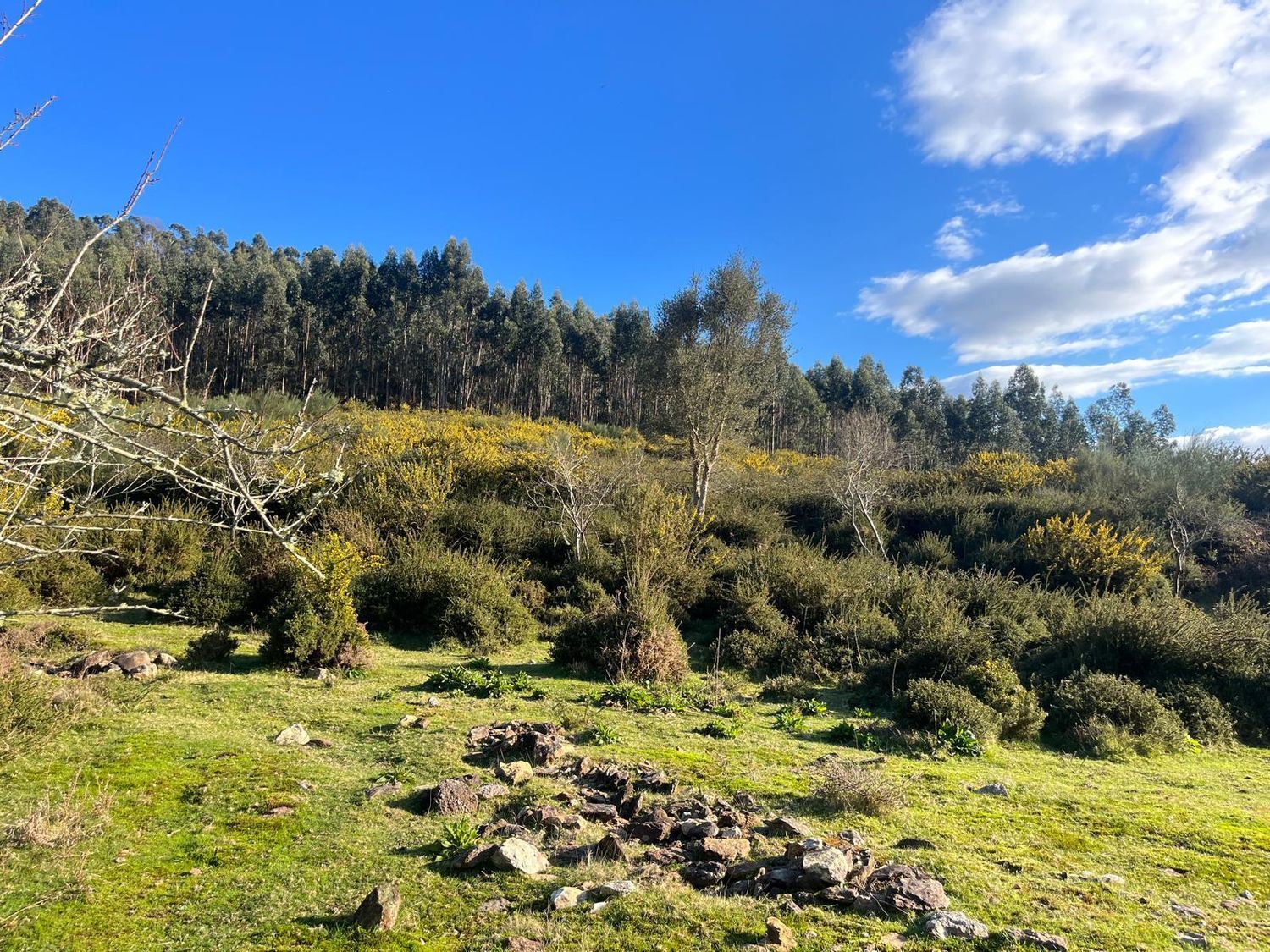 Fincas y solares-Venta-Cabrera d