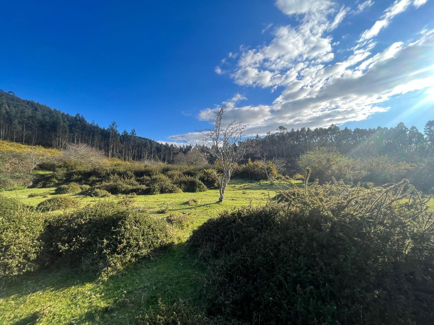 Fincas y solares-Venta-Cabrera d