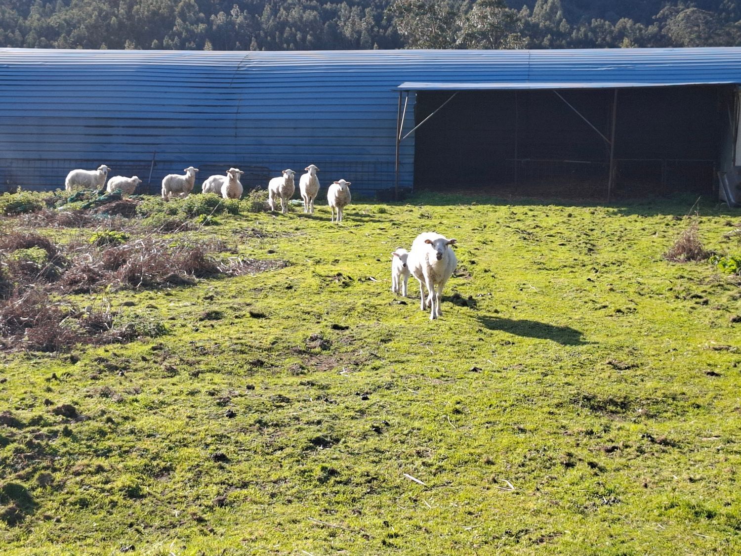 Fincas y solares-Venta-Cabrera d