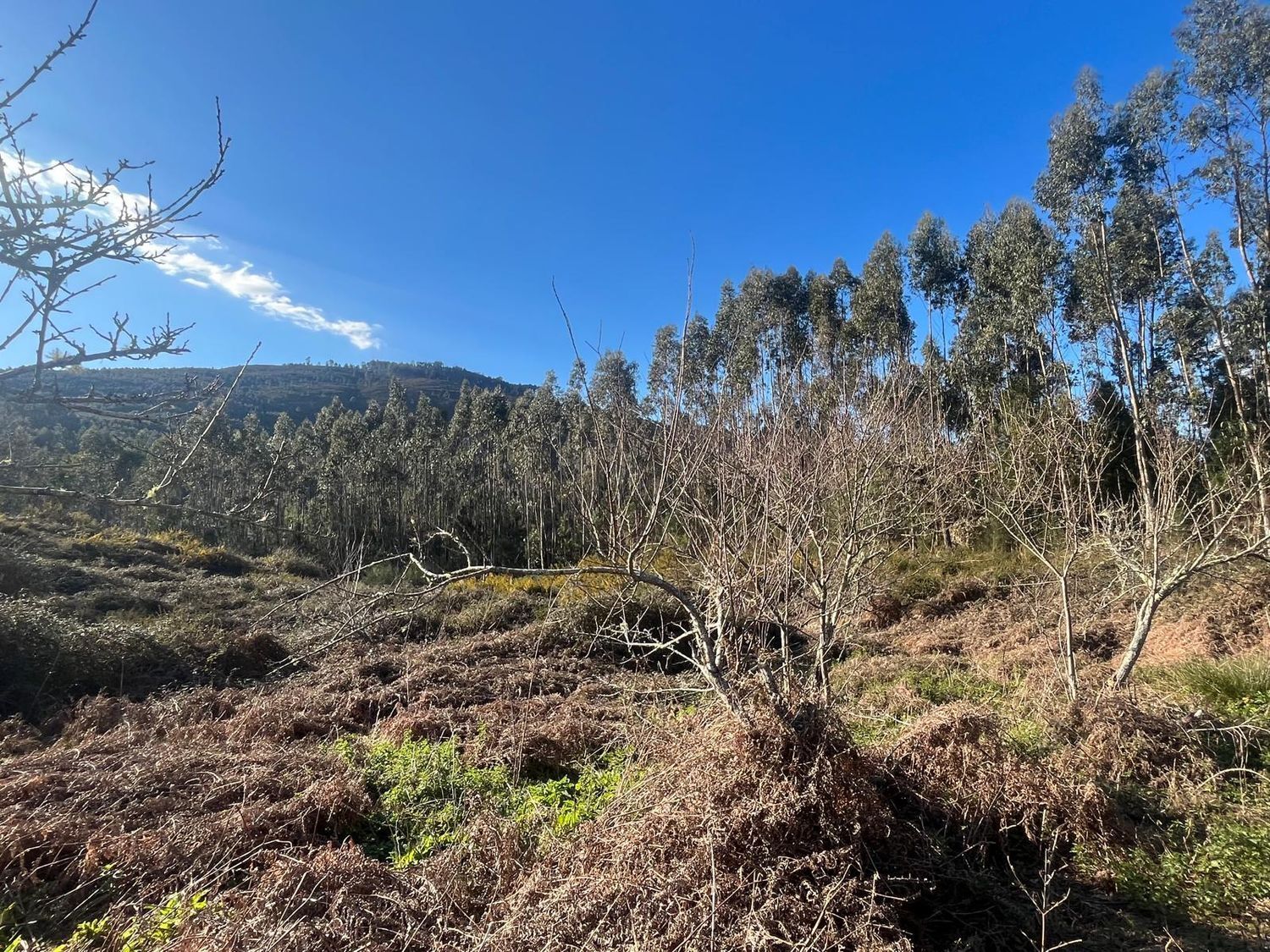 Fincas y solares-Venta-Cabrera d