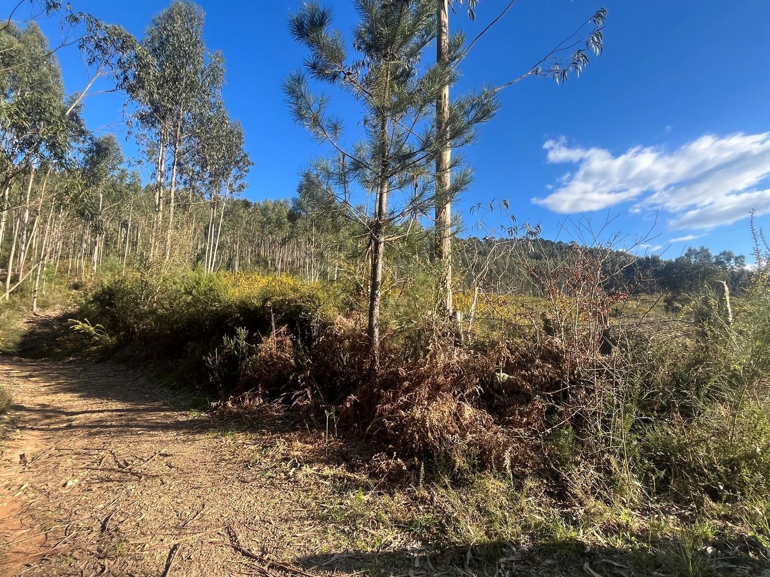 Fincas y solares-Venta-Cabrera d