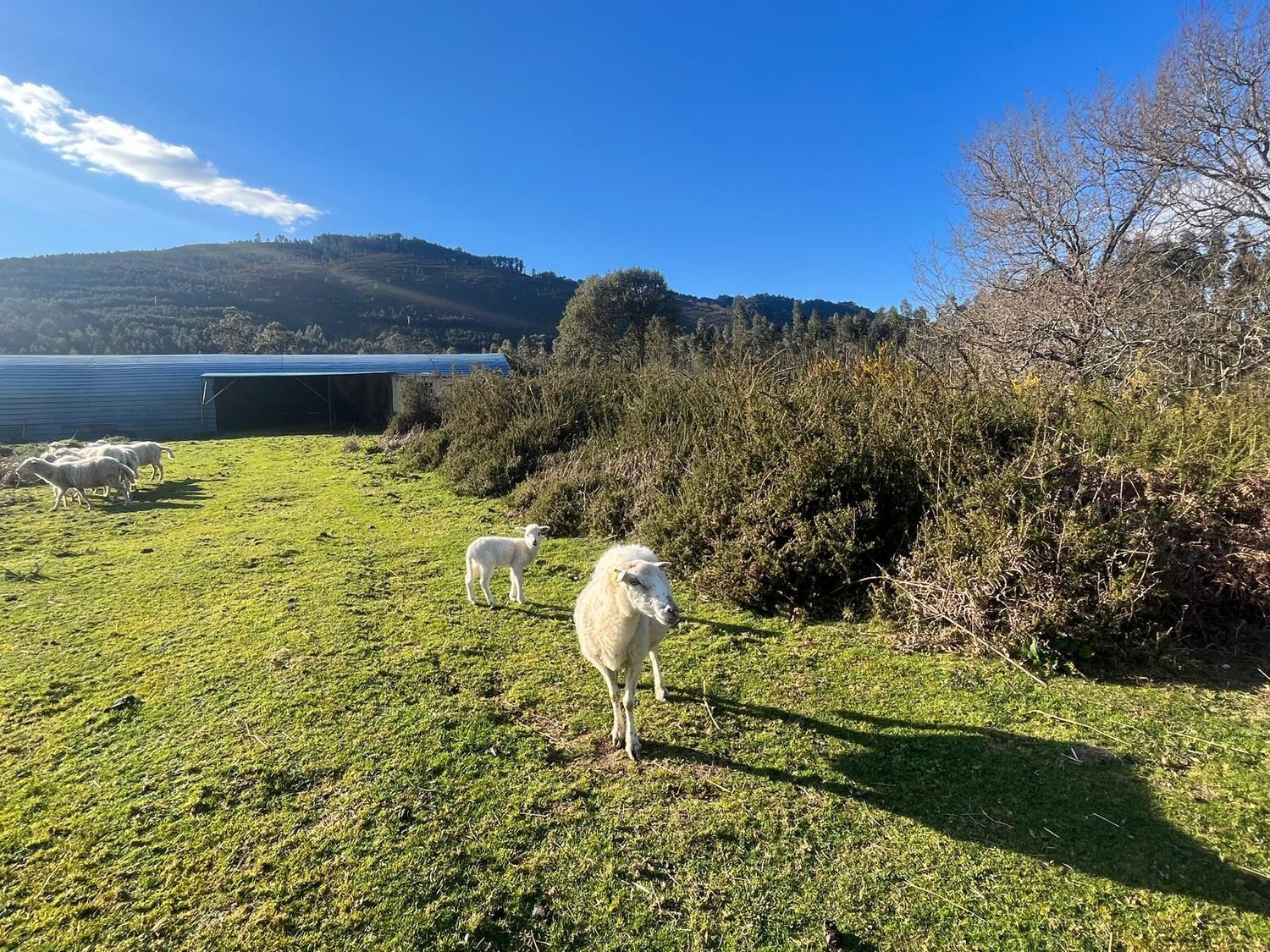 Fincas y solares-Venta-Cabrera d