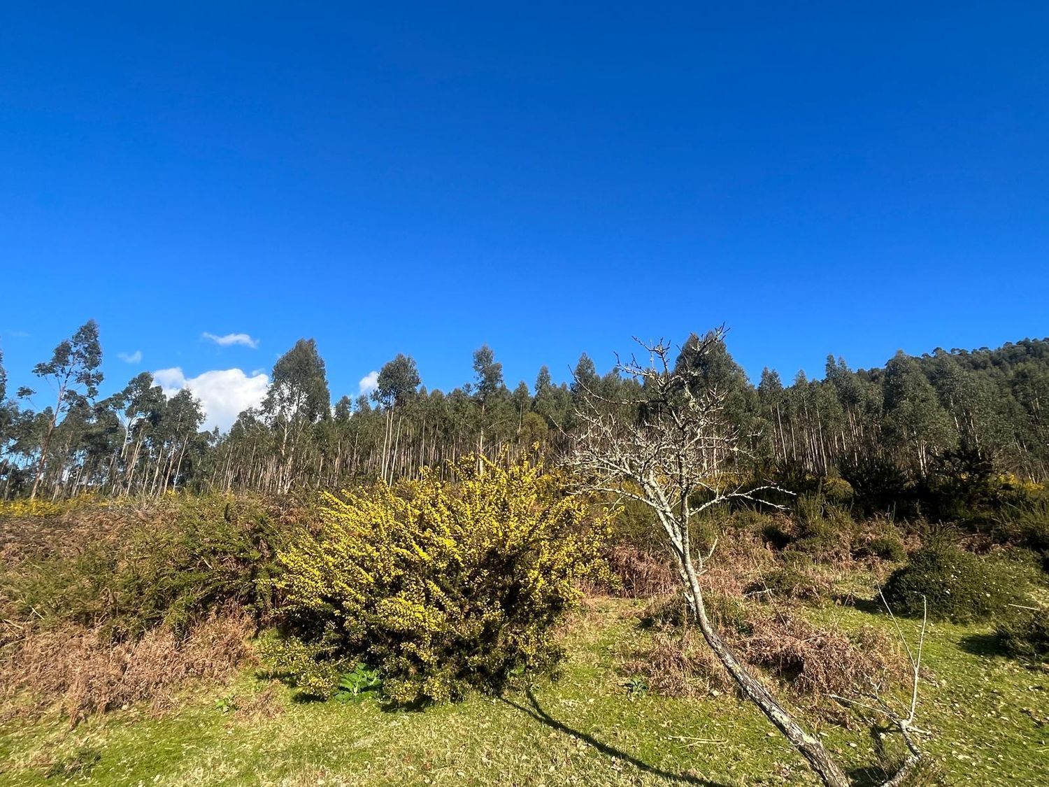 Fincas y solares-Venta-Cabrera d