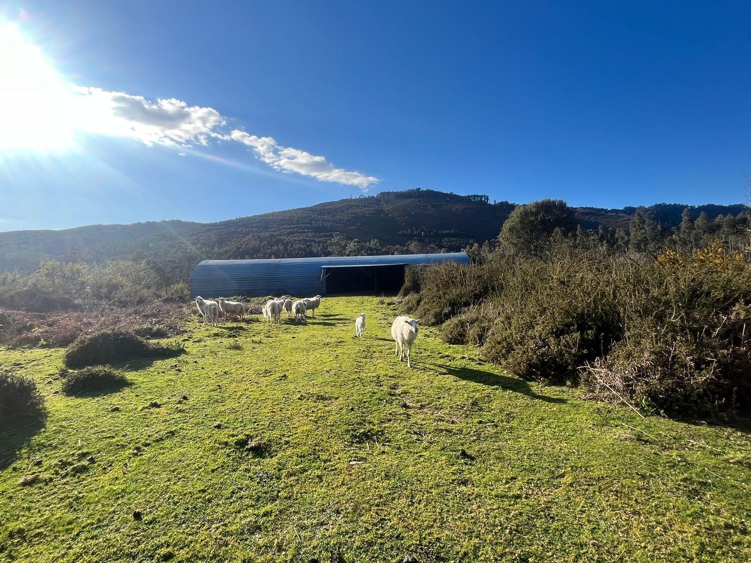 Fincas y solares-Venta-Cabrera d
