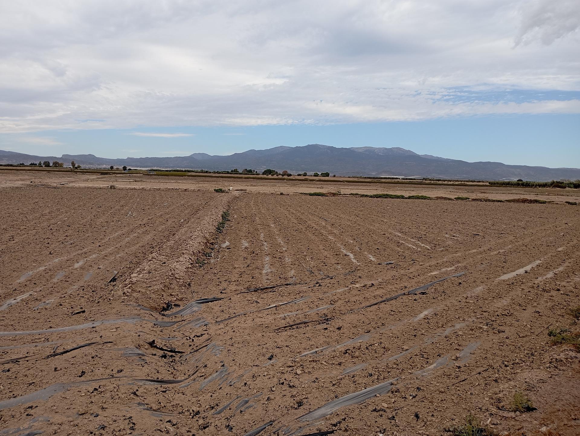 Fincas y solares-Venta-Totana-1747730-Foto-3