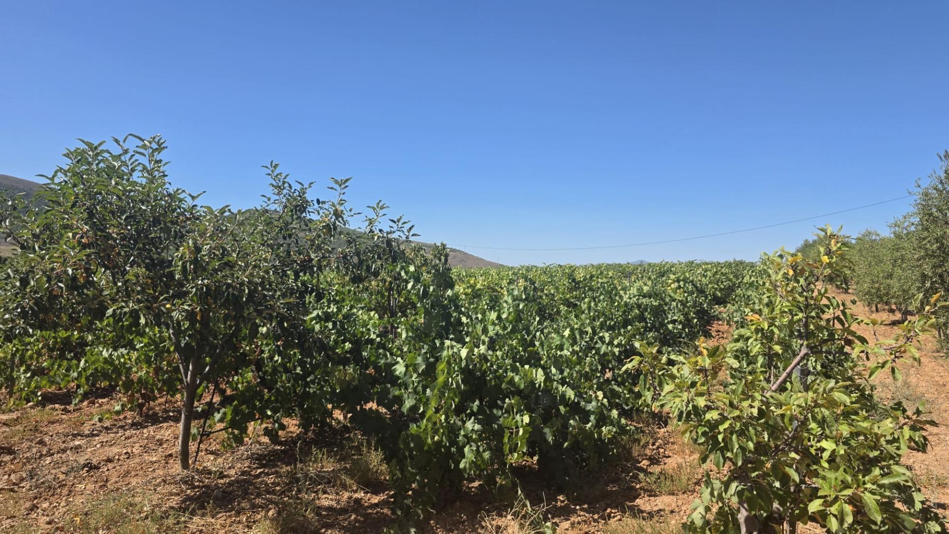 Fincas y solares-Venta-Láujar de Andarax-1836491