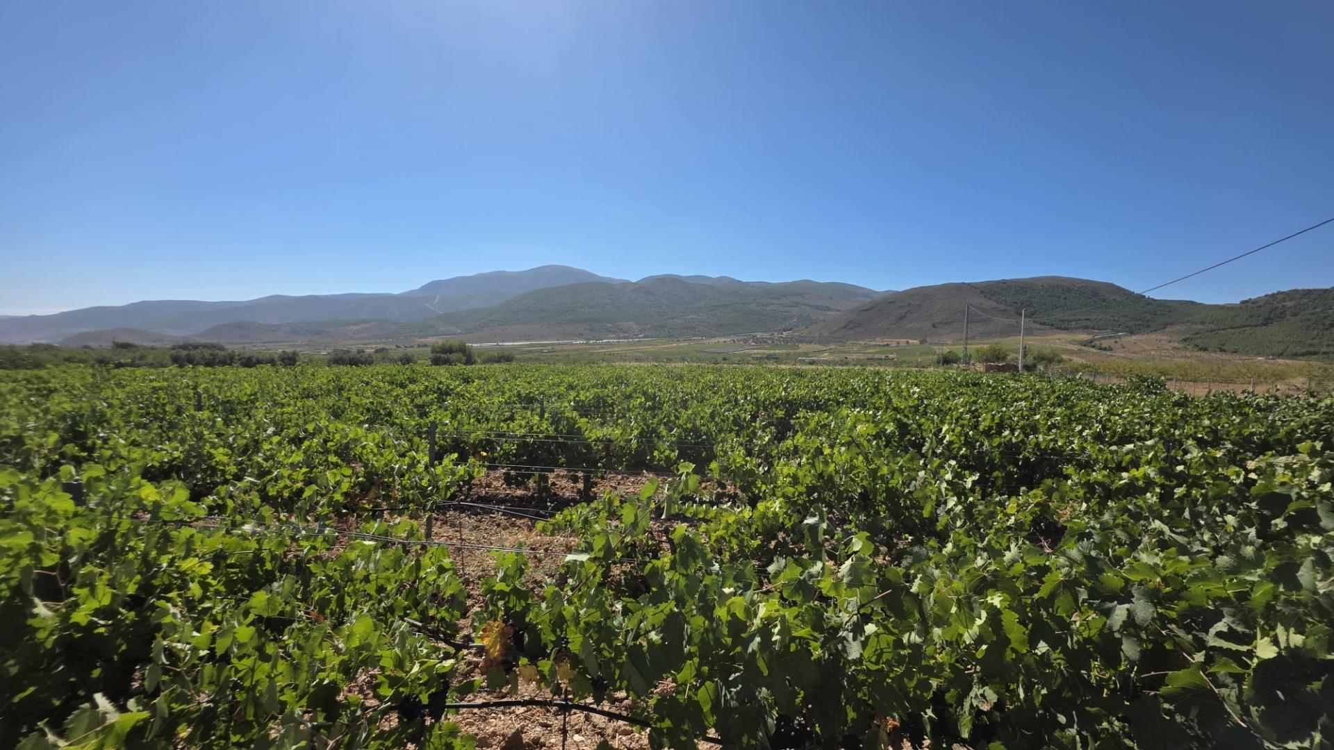 Fincas y solares-Venta-LÃ¡ujar de Andarax-1836491-Foto-8