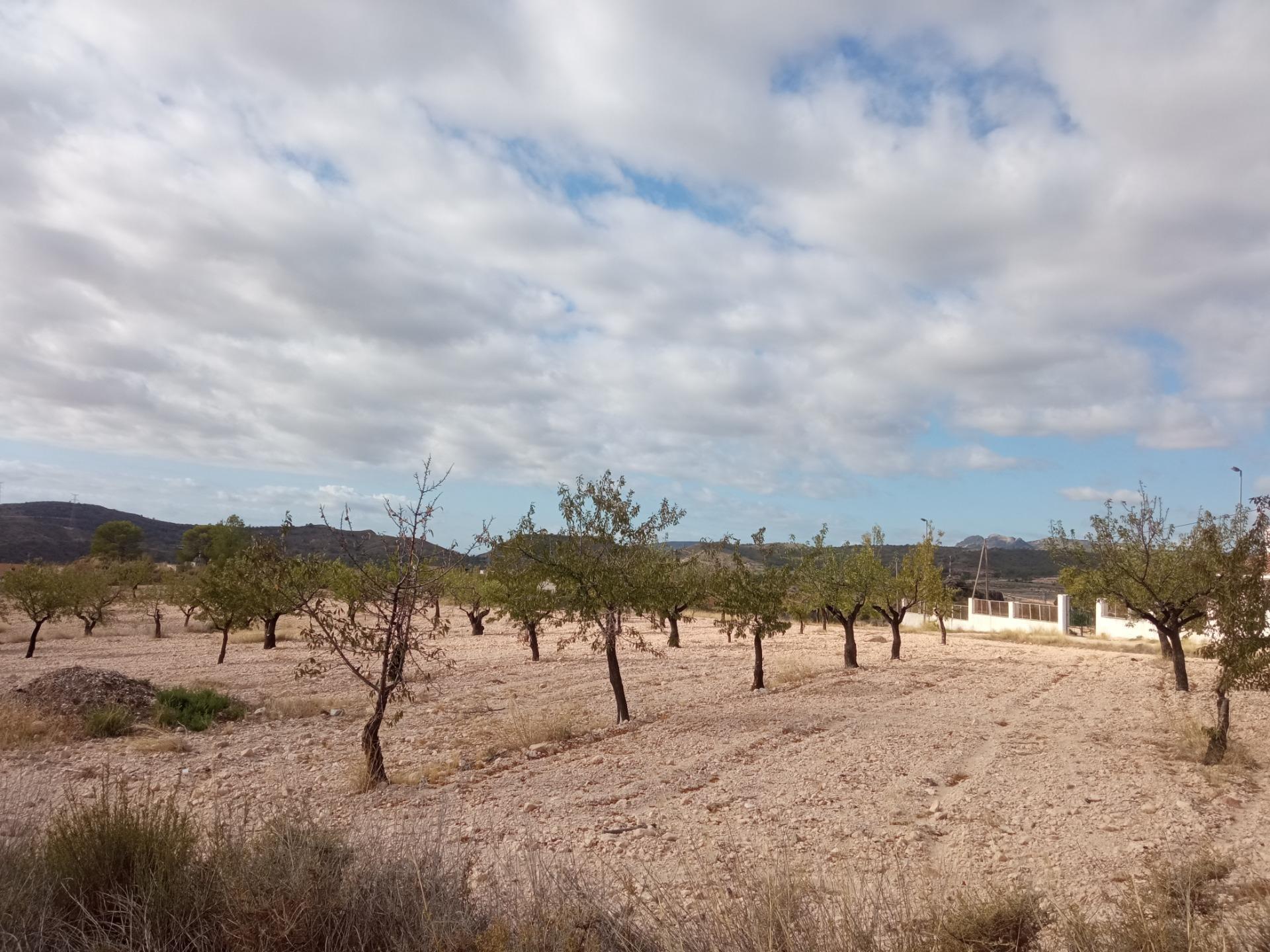 Fincas y solares-Venta-Abanilla-1973012