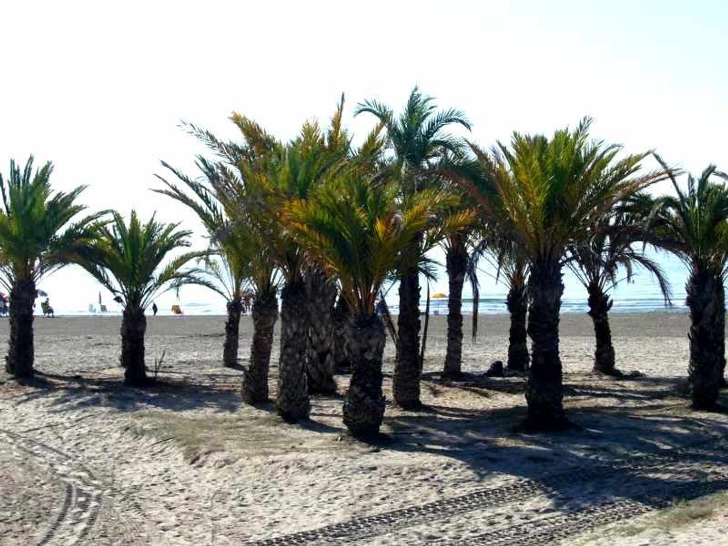 Garajes-Venta-Santa Pola-2412389-Foto-26