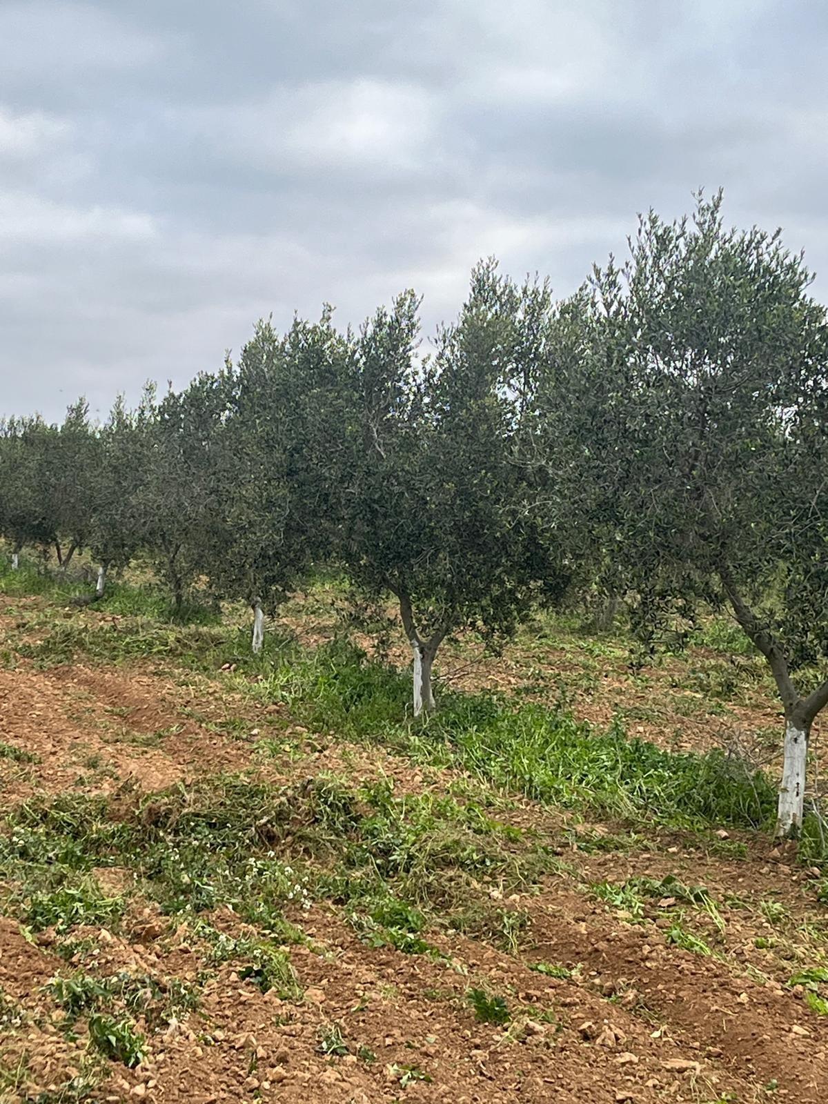 Suelo en venta, Puigpelat, Tarragona, Tarragona