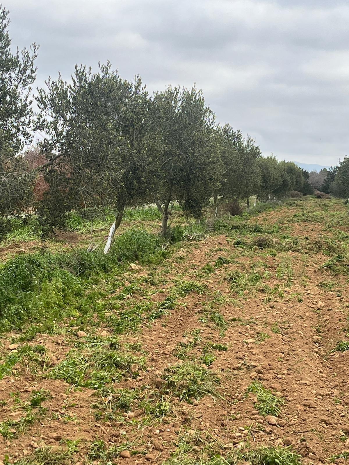 Suelo en venta, Puigpelat, Tarragona, Tarragona