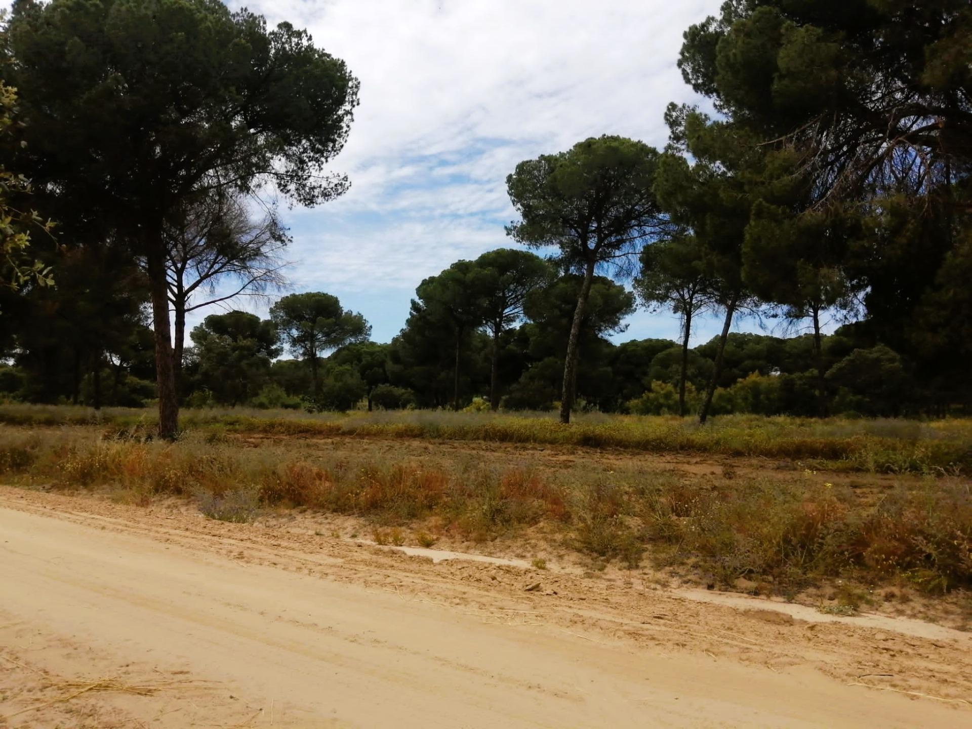 Terreno en venta  calle Polígono 11 Parcela 69 EL LLANO. VILLAMANRIQUE DE, Villamanrique de la Condesa  20/26