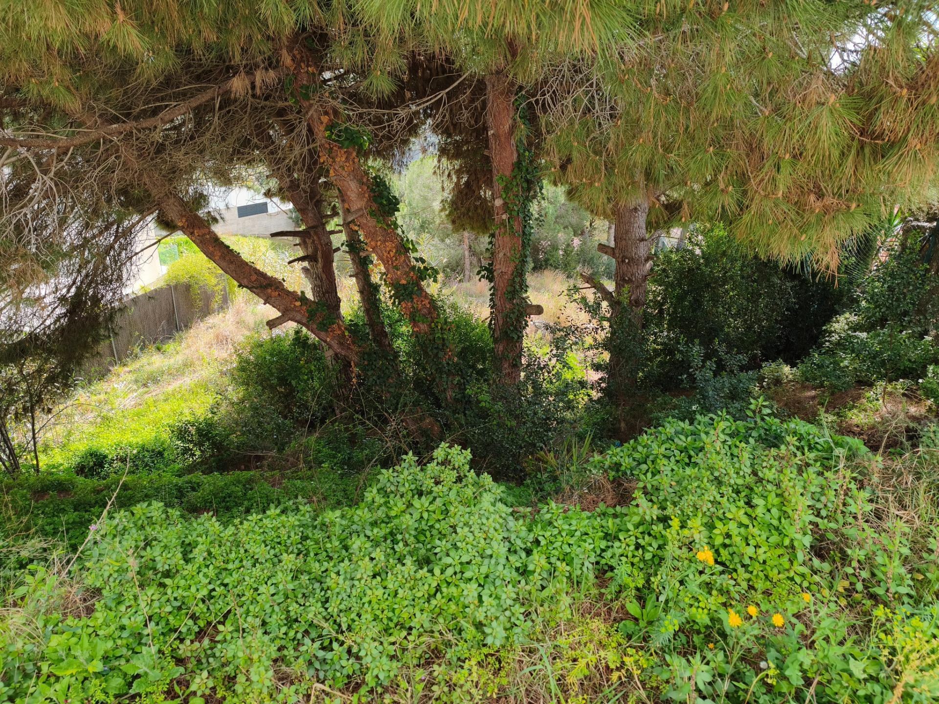 Fincas y solares-Venta-Alella-2411522-Foto-6