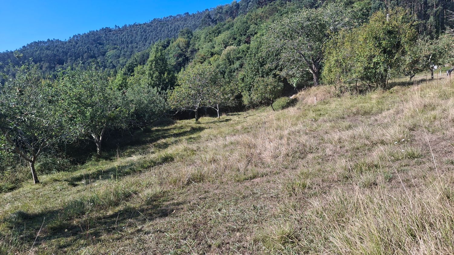 Fincas y solares-Venta-Villaviciosa-1969765-Foto-2