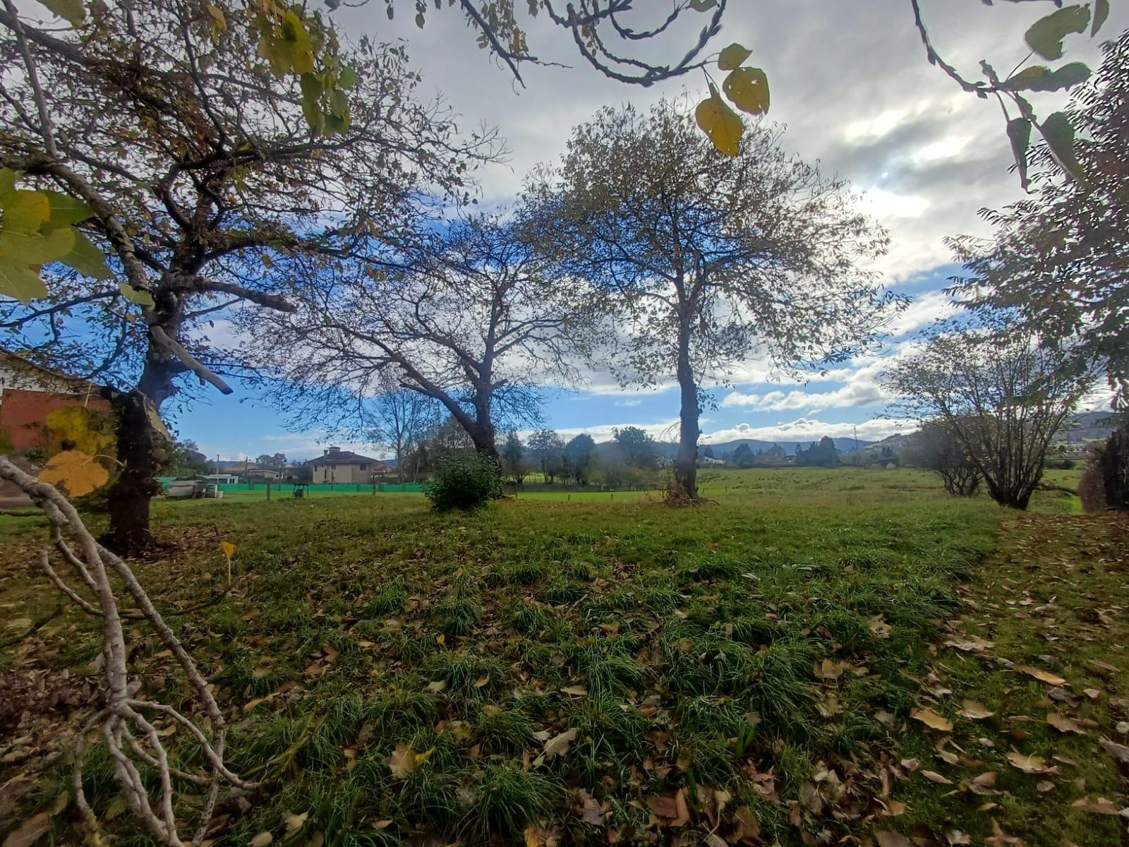 Fincas y solares-Venta-Villaviciosa-2019521-Foto-8