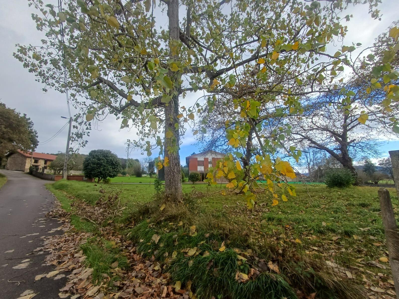 Fincas y solares-Venta-Villaviciosa-2019521-Foto-5